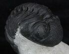 Pedinopariops Trilobite With Partial - Mrakib, Morocco #55979-1